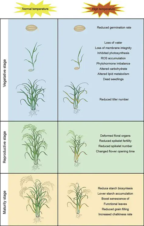 The Role of Humidity in Rice Growth