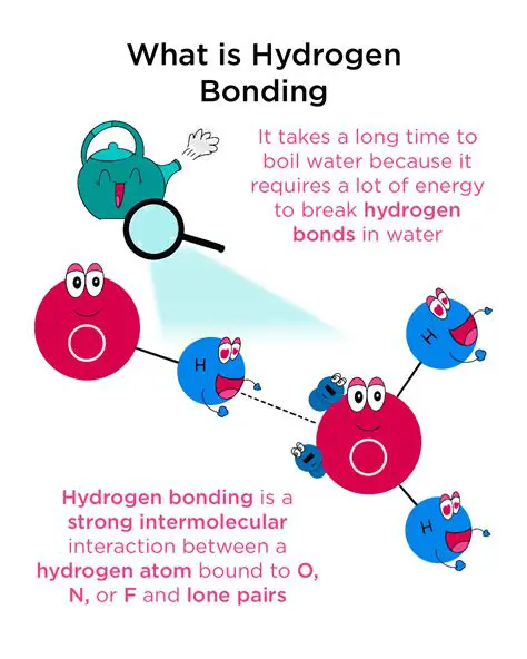 The Role of Hydrogen Bonding