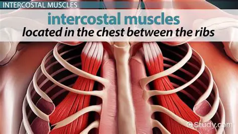 The Role of Intercostal Muscles in Breathing