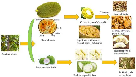 The Role of Jackfruit in Antimicrobial Activity