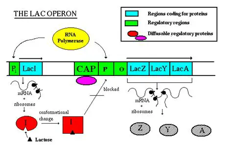 The Role of LacI in Gene Regulation