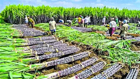 The Role of Land Area in Sugar Cane Production