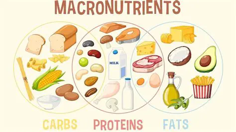 The Role of Macronutrients