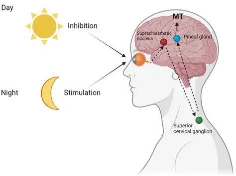 The Role of Melatonin in Regulating the Biological Clock