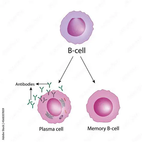The Role of Memory B Cells