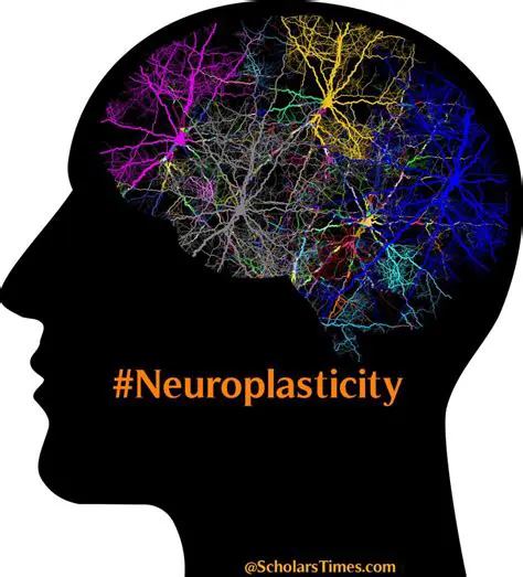 The Role of Neuroplasticity