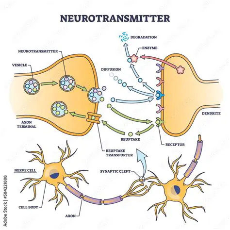 The Role of Neurotransmitters in Consciousness