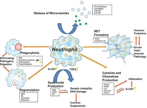 The Role of Neutrophils in Inflammation