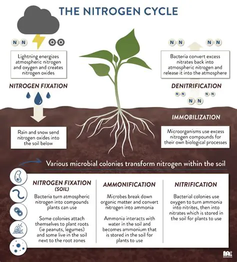 The Role of Nitrogen Dioxide in Catalyzing the Formation of Sulfuric Acid