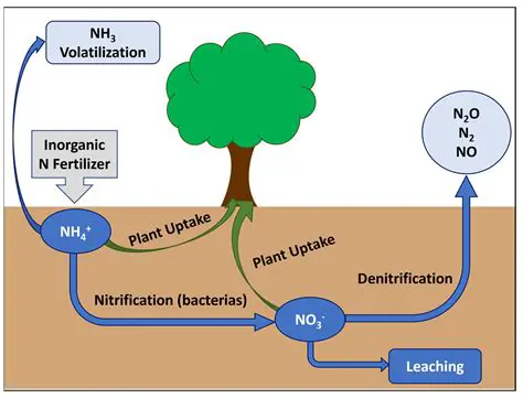 The Role of Nitrogen Fertilizer in Dead Zones