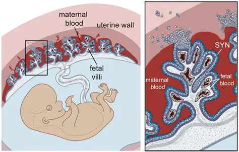 The Role of Nutrition in Placenta Development