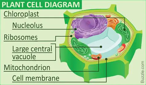 The Role of Organelles in Photosynthesis
