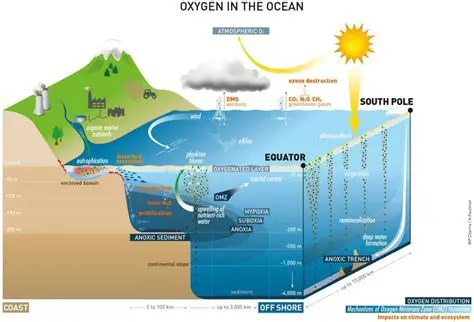 The Role of Oxygen in Water