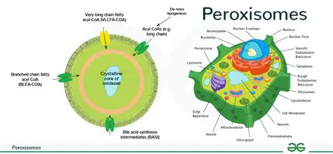 The Role of Peroxisomes in Detoxification
