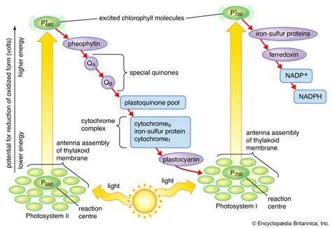 The Role of Pheophytin in the Q Cycle