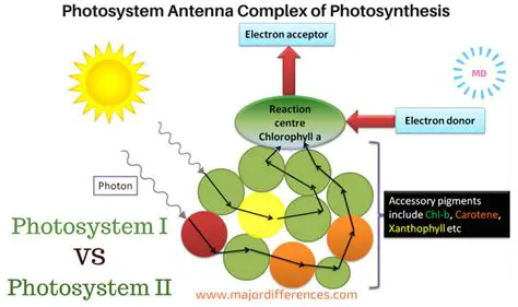 The Role of Photosystem I in Photosynthesis