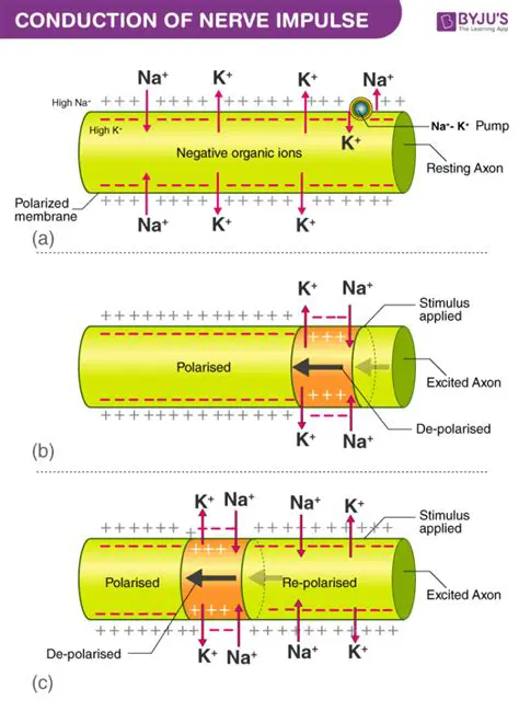 The Role of Potassium in Nerve Conduction