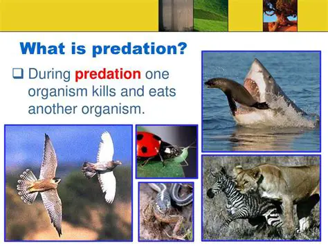 The Role of Predation in Mayfly Population Dynamics