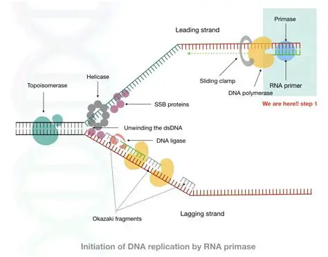 The Role of Primase in DNA Replication