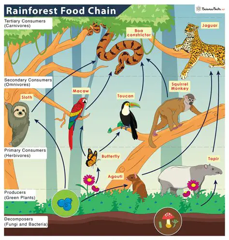 The Role of Producers in the Food Chain