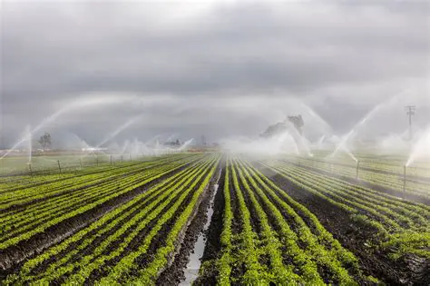 The Role of Rain in Agriculture