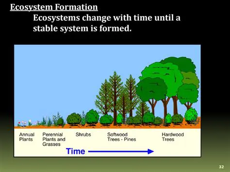 The Role of Runoff in Ecosystem Formation