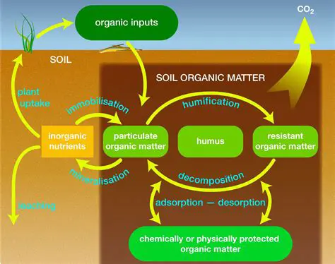 The Role of Soil Components in Nitrogen Availability