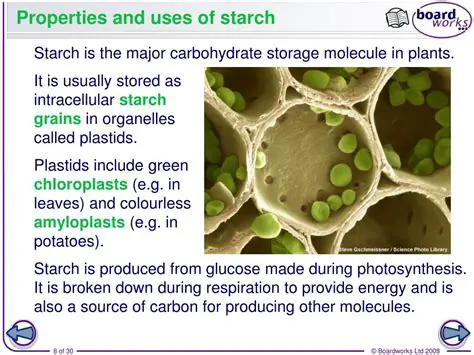 The Role of Starch in Plant Cells