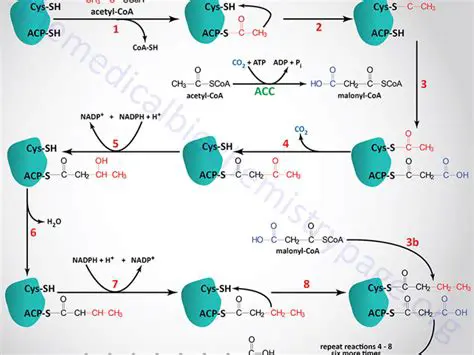 The Role of Stearidonic Acid in Fatty Acid Metabolism