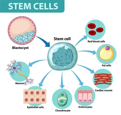 The Role of Stem Cells in the Body