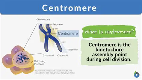 The Role of the Centromere