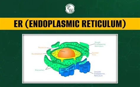 The Role of the Endoplasmic Reticulum
