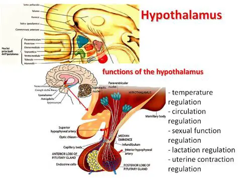 The Role of the Hypothalamus in Sexual Functioning