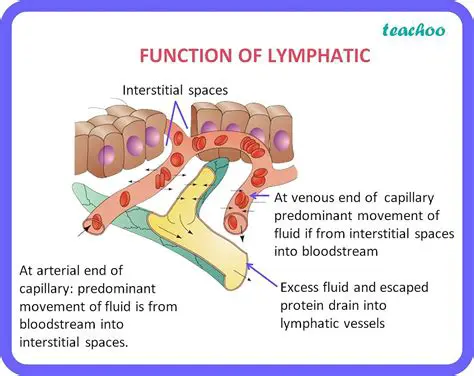 The Role of the Lymphatic System in Fluid Balance