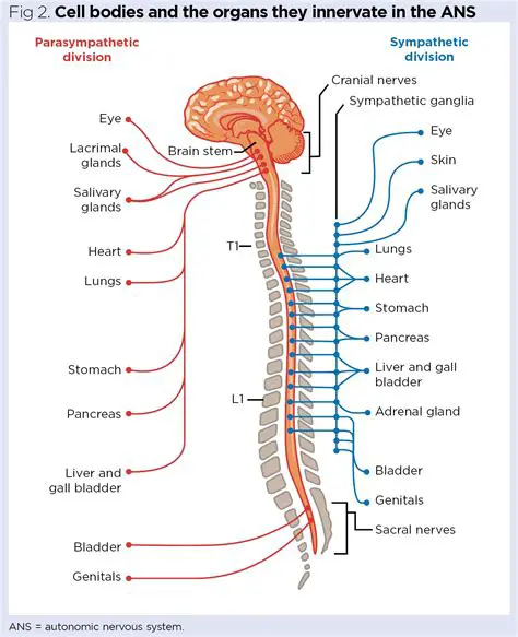 The Role of the Nervous System in Bladder Function