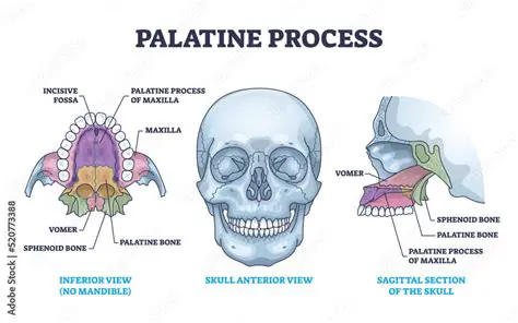 The Role of the Palatine Processes