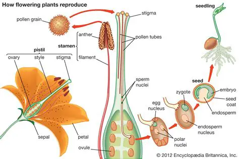 The Role of the Pistil in Plant Evolution