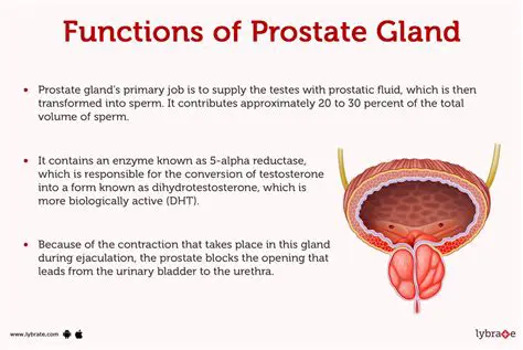 The Role of the Prostate Gland and Seminal Vesicles