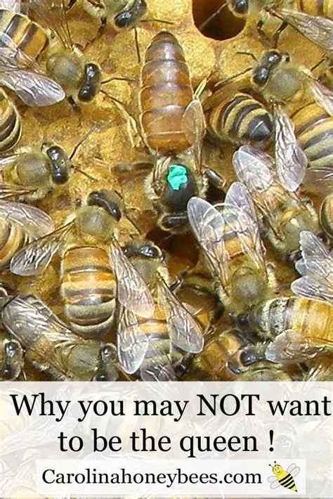 The Role of the Queen in a Honey Bee Colony