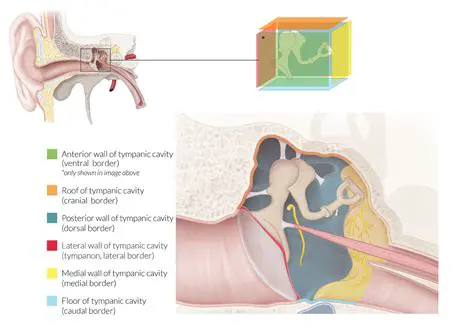 The Role of the Tympanic Membrane in Sound Perception