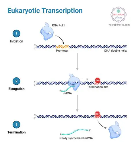 The Role of Translation in Gene Expression