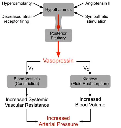 The Role of Vasopressin in Emotional Intelligence