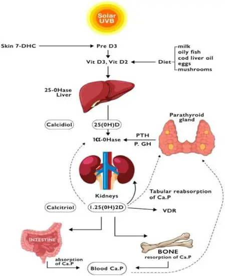 The Role of Vitamin D in Liver Health