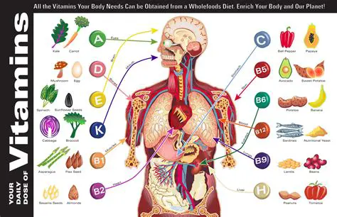 The Role of Vitamins in the Human Body
