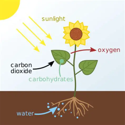 The Role of Water in Photosynthesis