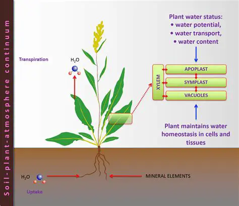 The Role of Water in Plant Cells