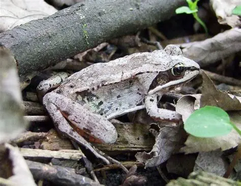 The Science Behind Freeze Tolerance in Wood Frogs