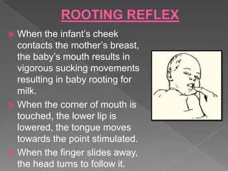 The Science Behind the Rooting Reflex