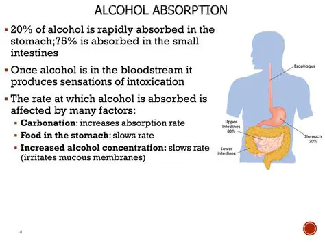 The Science of Alcohol Absorption