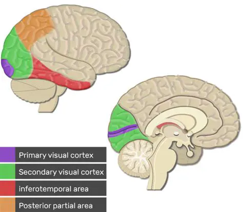 The secondary visual cortex